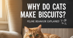 Why Do Cats Make Biscuits? Feline Behavior Explained