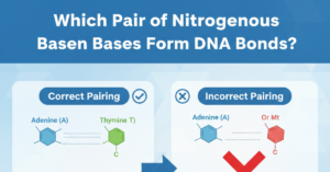 Which Pair of Nitrogenous Bases Form DNA Bonds?